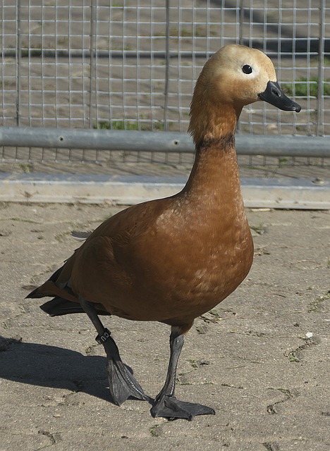 球野心