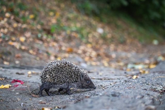 智慧以及团 智慧以及团