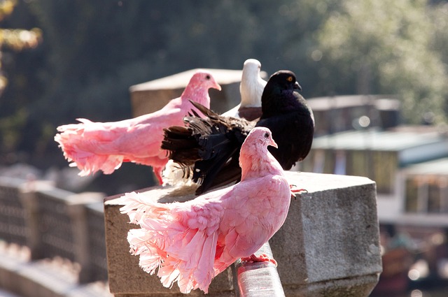 年的国际帆 年的国际帆